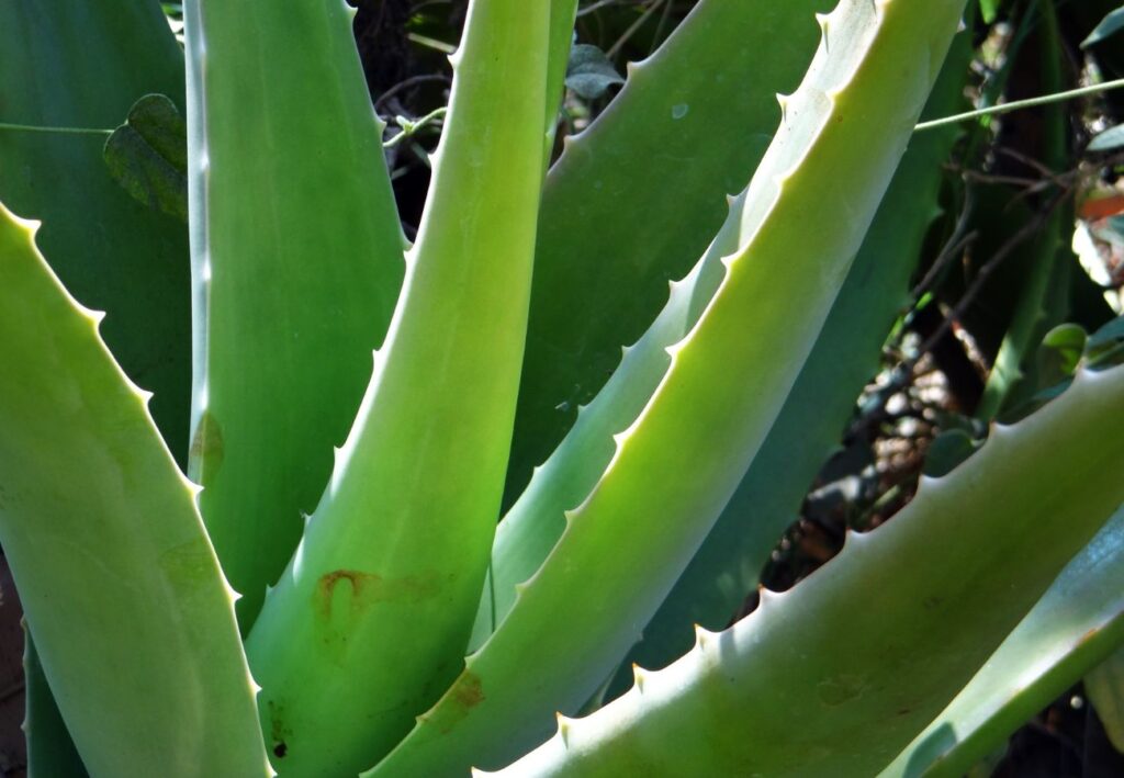 Aloe Vera