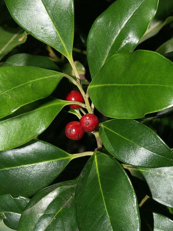 ilex-canariensis-rotated