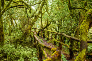 bosque Garajonay