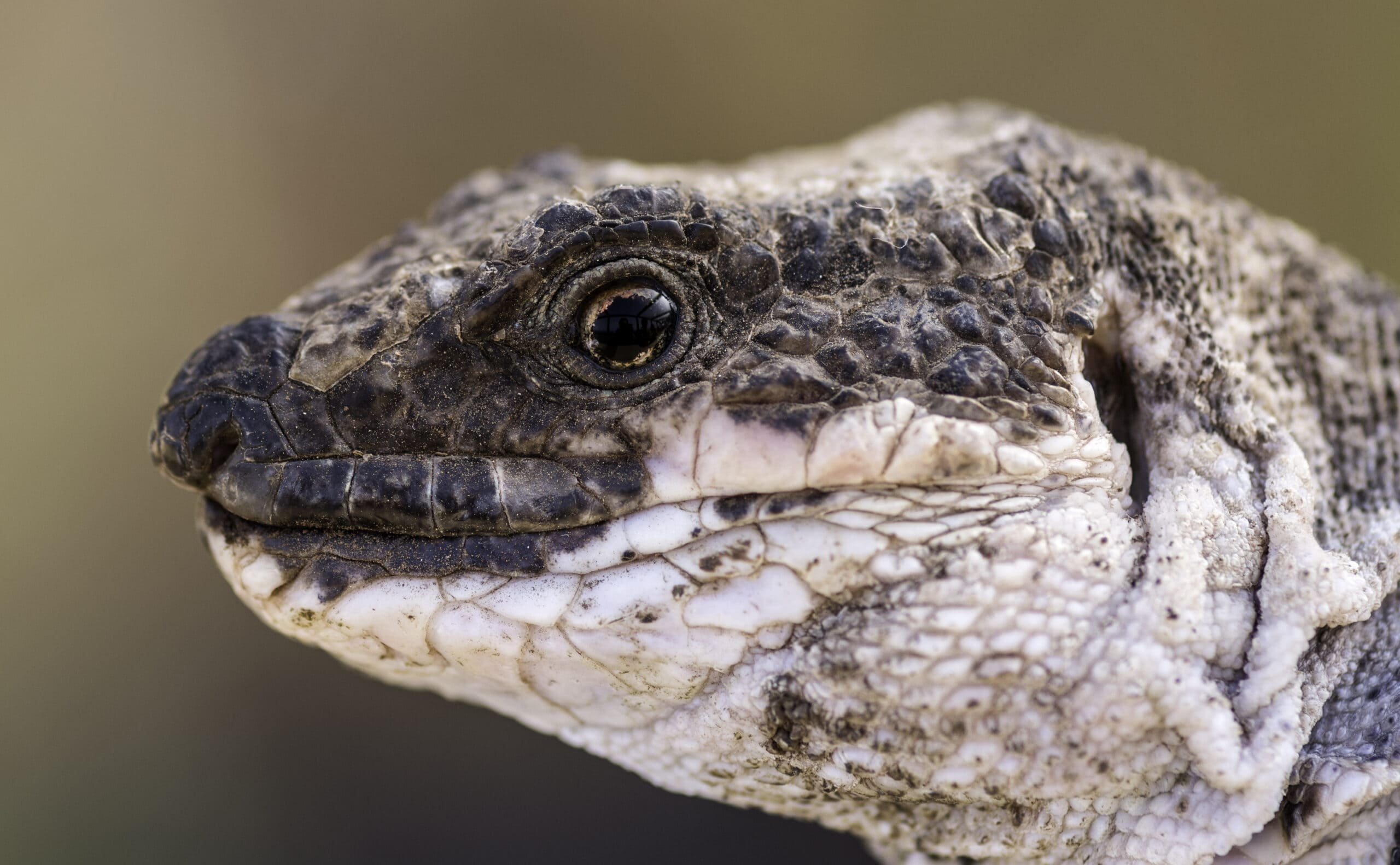 Lagarto Gigante de La Gomera