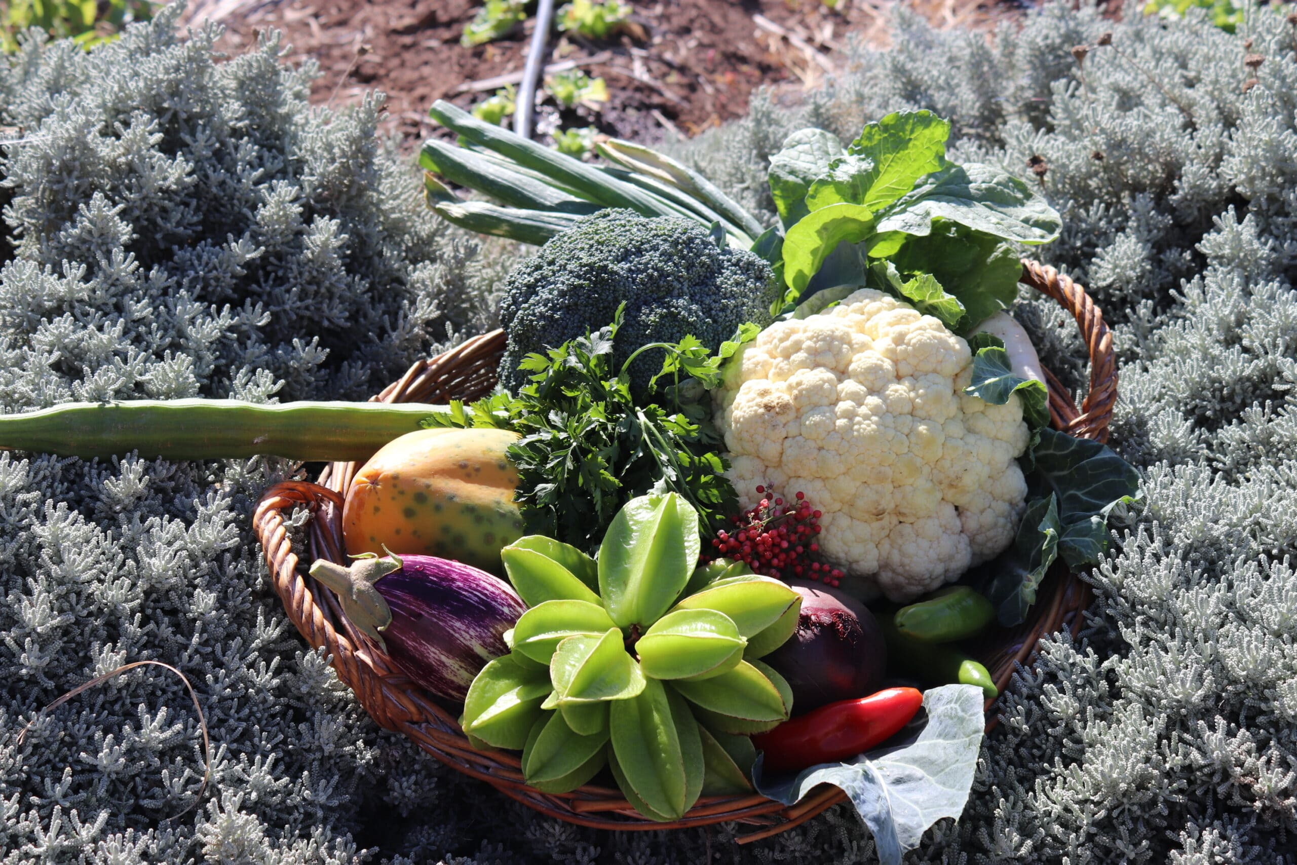 menu-ecologico-eco-finca-tecina