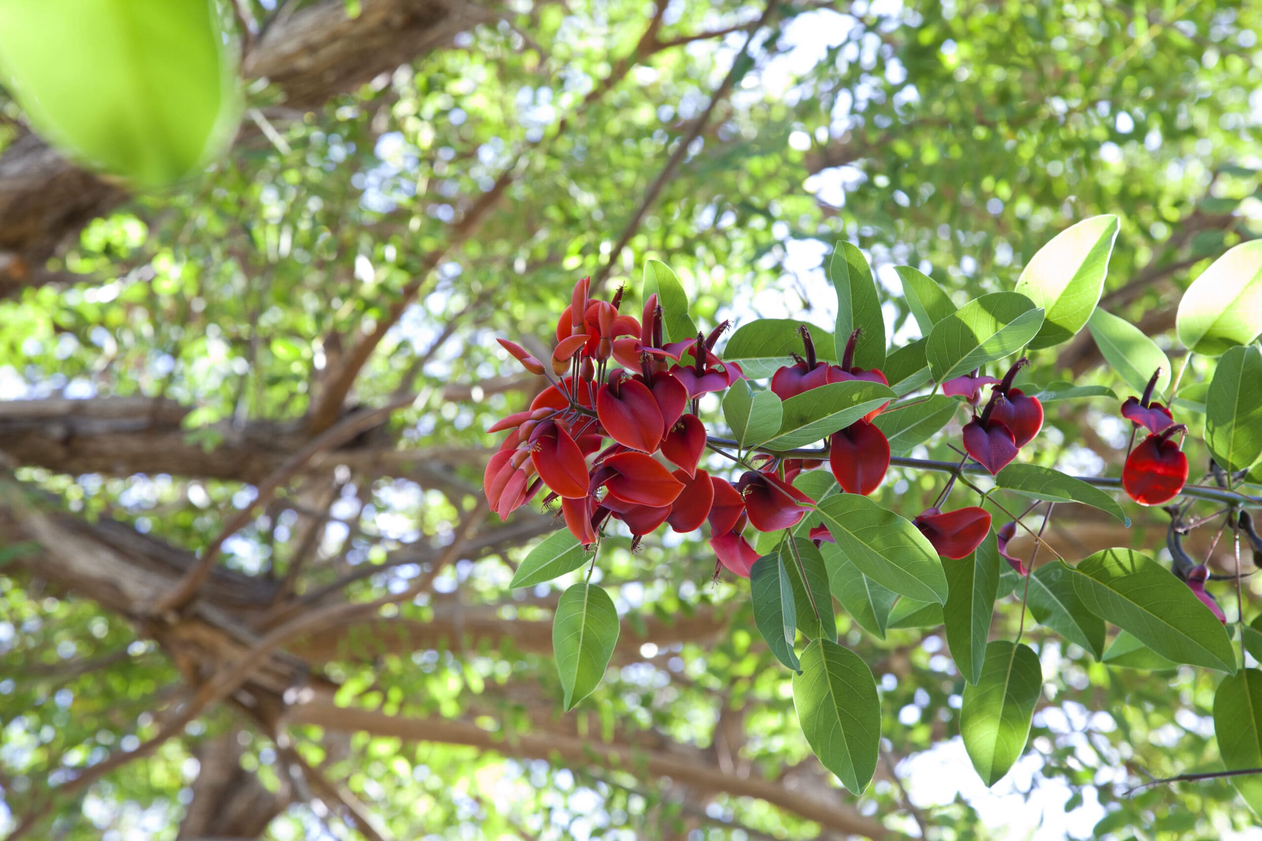 paseo_botanico