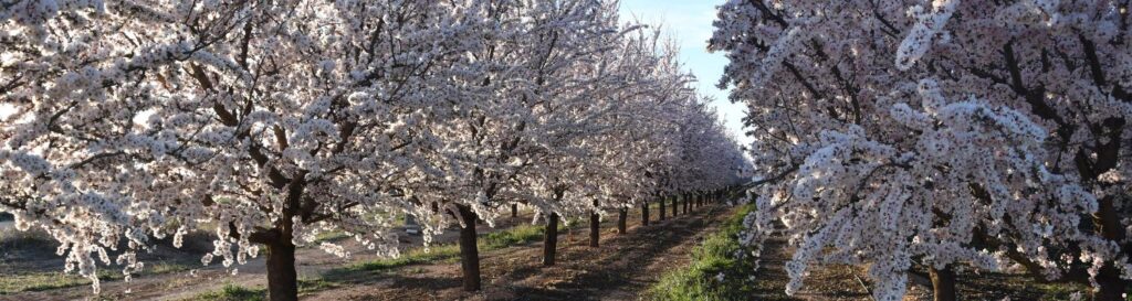 almendros en flor