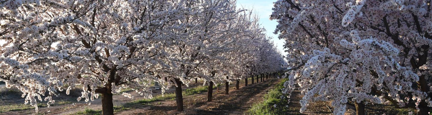almendros en flor