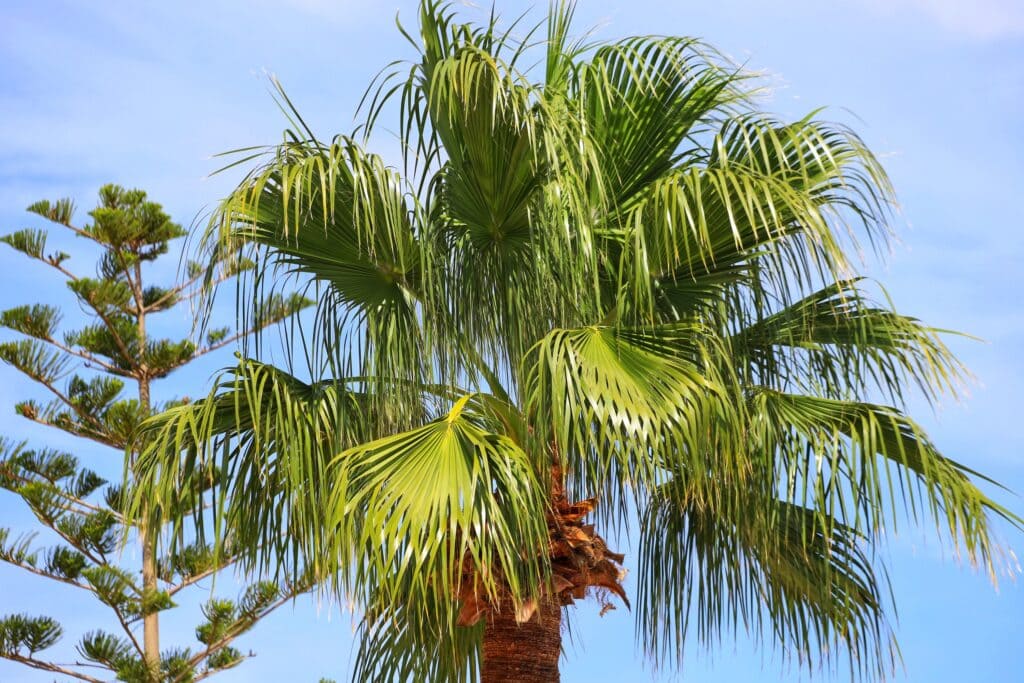 palmera livistona