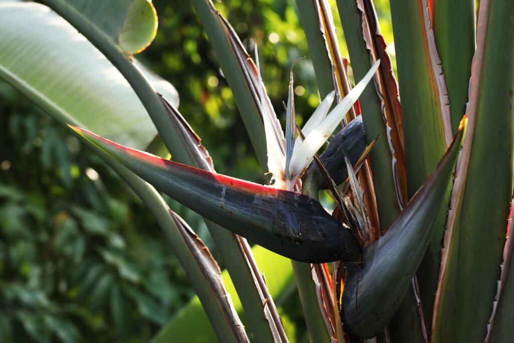 planta ave del paraíso blanca