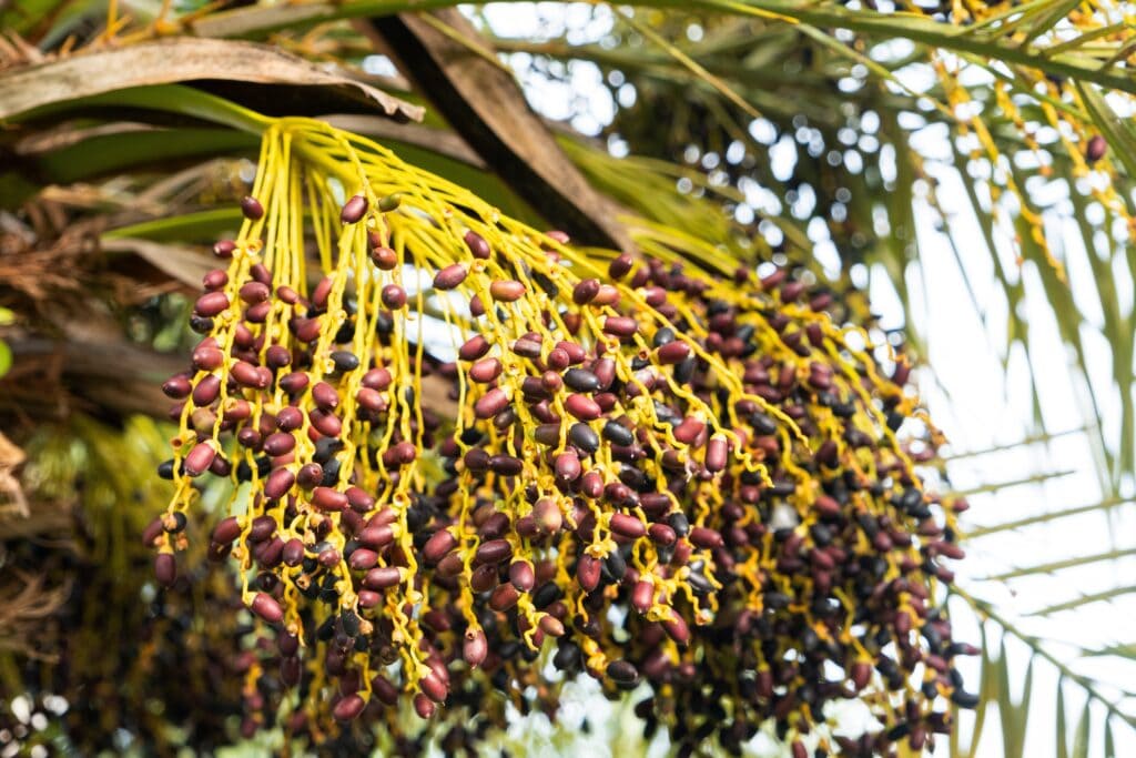 Palmera-enana-datilera