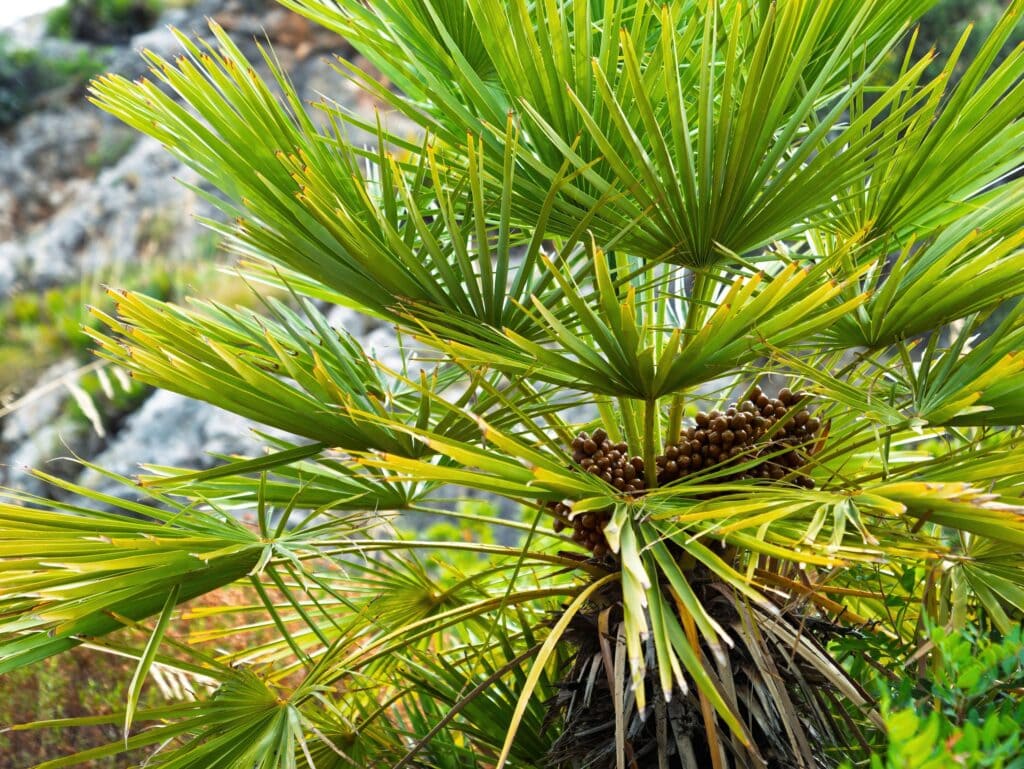 Palmera enana