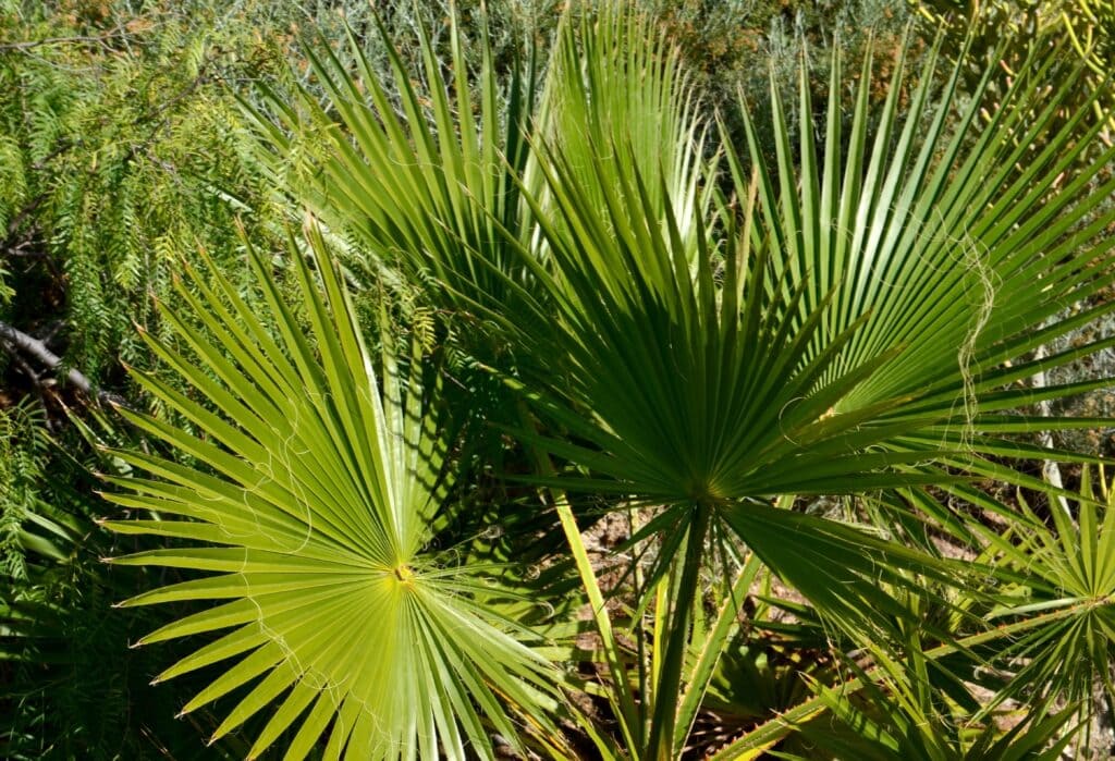 Palmera Washingtonia