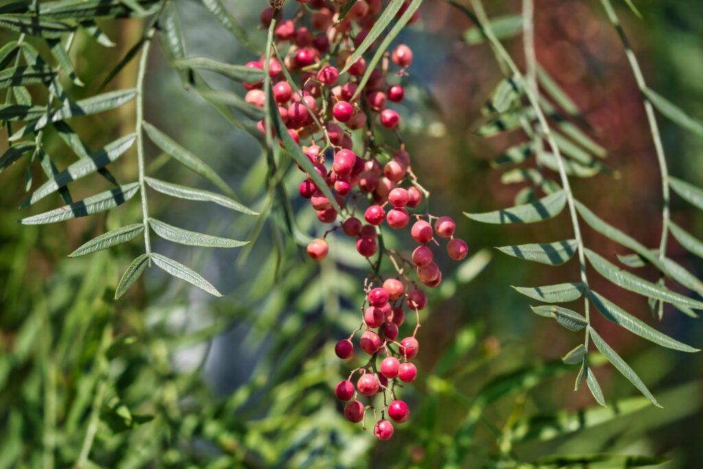 árbol falso pimentero