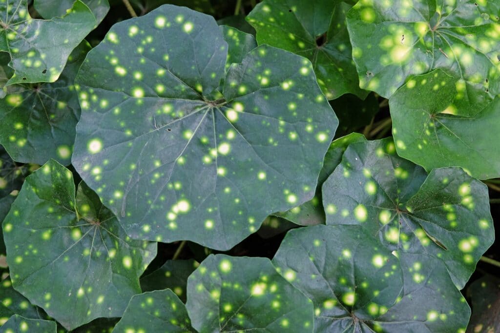 planta Carpa-de-la-reina