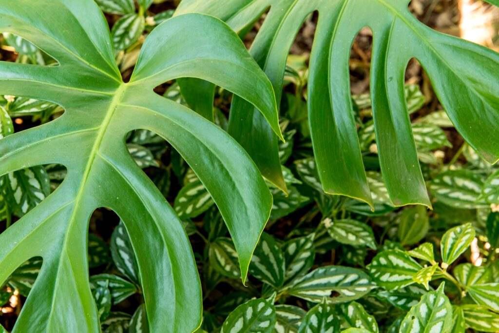 planta costilla de Adán