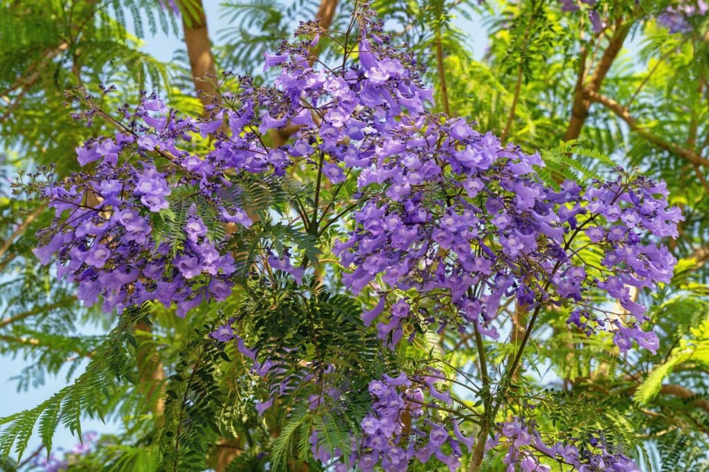 Jacaranda