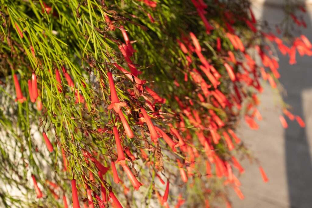 flor lágrimas de amor