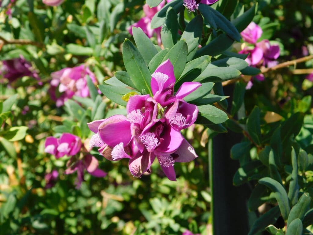 flor lechera del Cabo
