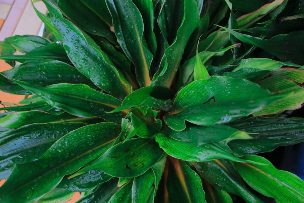 planta cinta naranja