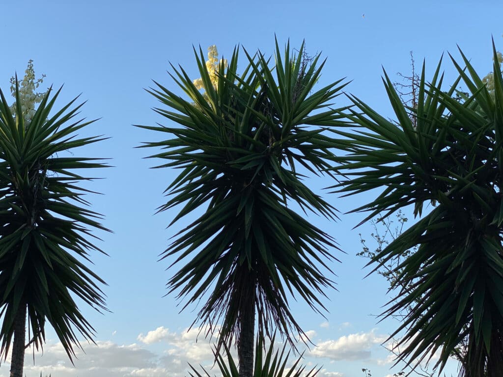 Yuca-pie-de-elefante