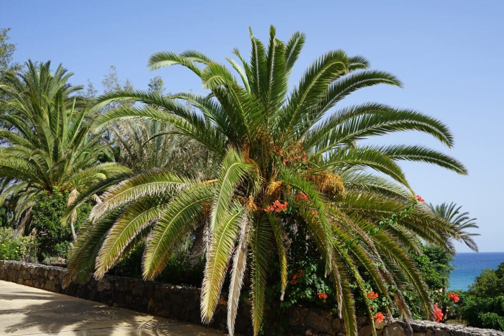 palmera canaria