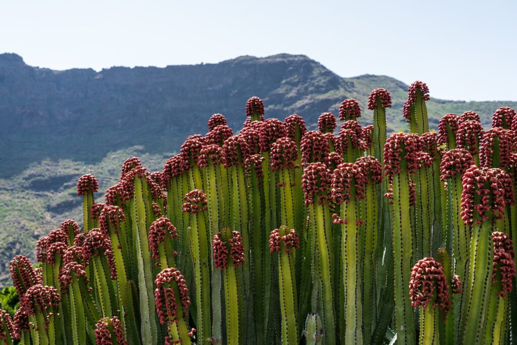 cardón canario