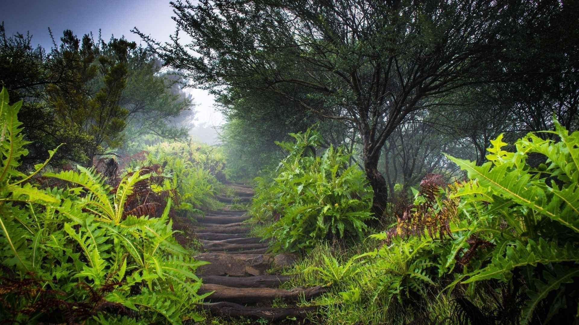 Paisaje del bosque de El Cedro en La Gomera, un entorno ideal para disfrutar de la naturaleza y el bienestar.