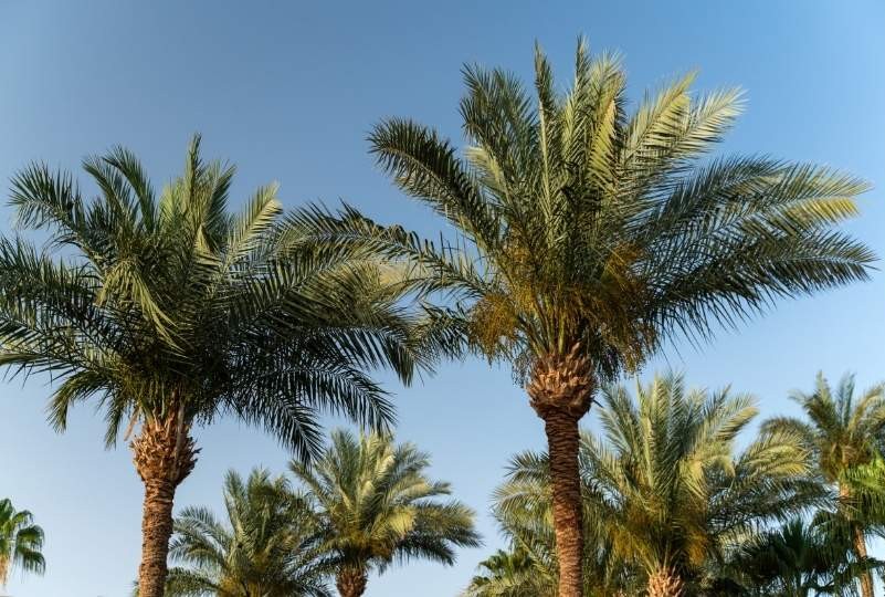 Palm trees from which honey is extracted