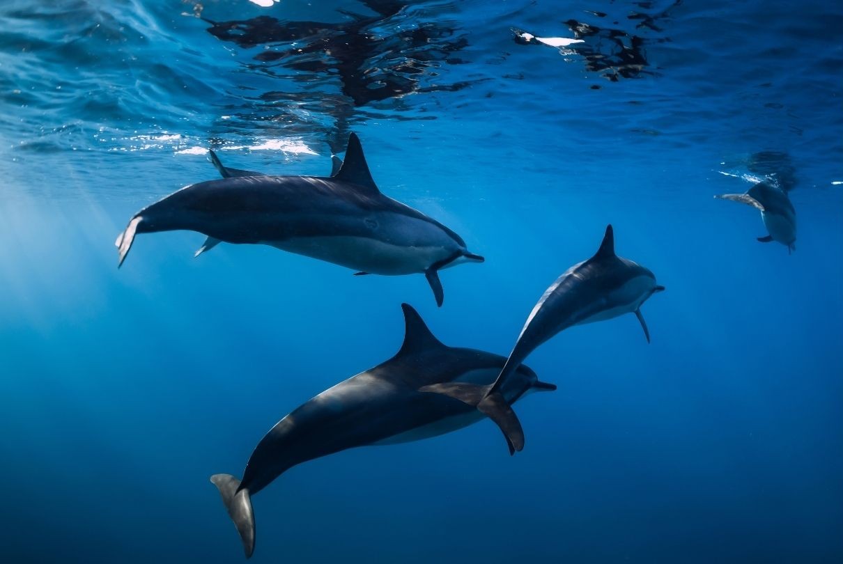 Grupo de delfines en las aguas de La Gomera, un ecosistema marino con gran biodiversidad en el Atlántico