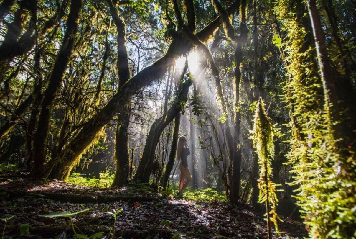 Sendero entre la laurisilva de La Gomera durante una experiencia de baño de bosque en Garajonay
