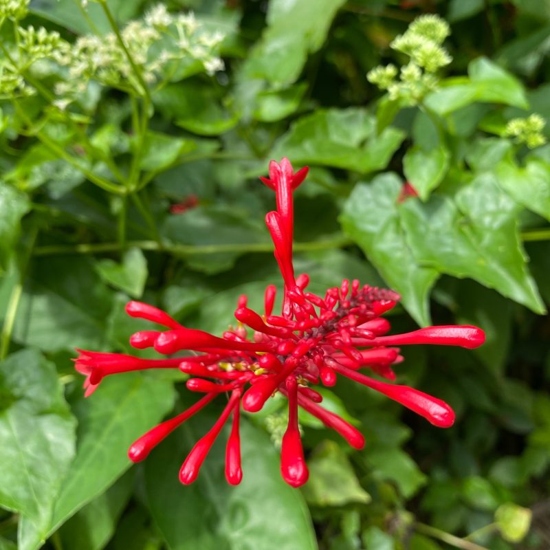 ,Odontonema,Tubaeforme,,Flowers,In,My,Garden,From,Sri