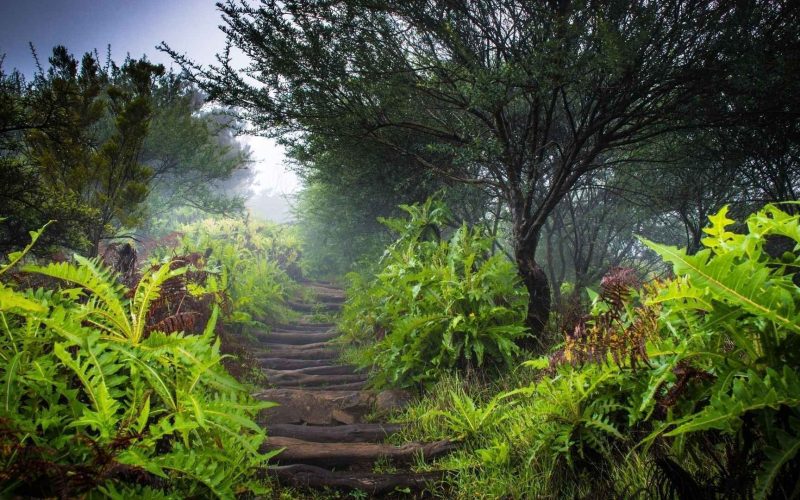 Ein Blick auf den Wald von El Cedro auf La Gomera – ein idealer Ort, um Natur und Wellness zu genießen.