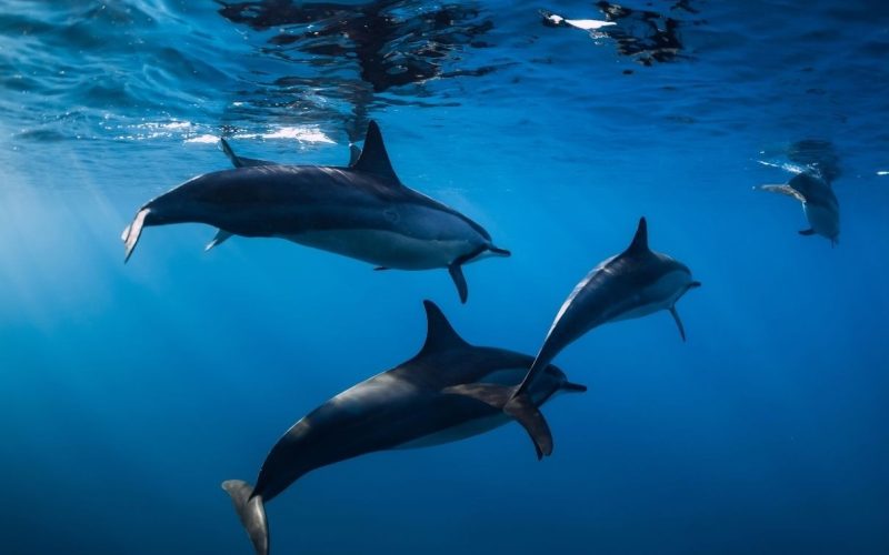 Eine Gruppe von Delfinen in den Gewässern vor La Gomera, einem marinen Ökosystem mit großer Artenvielfalt im Atlantik