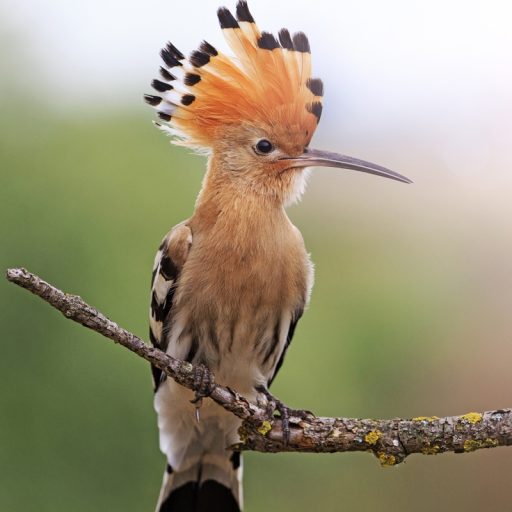 abubilla