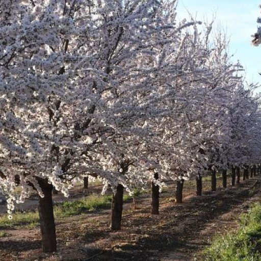 almendros en flor