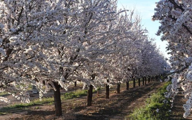 almendros en flor