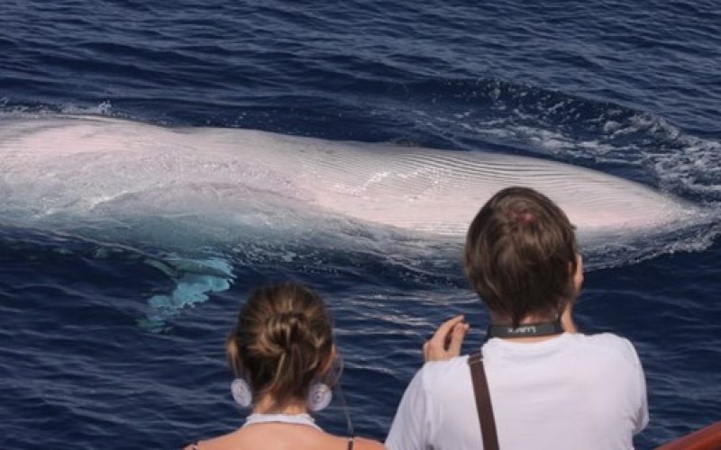 avistamiento de cetáceos, Whale watching, Delfinbeobachtung