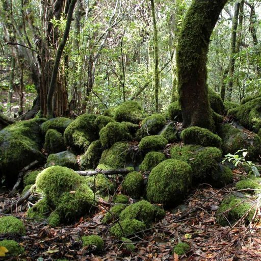 el-cedro-035-2-qs7dmb6omwifuw4nzp6wzko84hli3hcf8r3tvq85j4