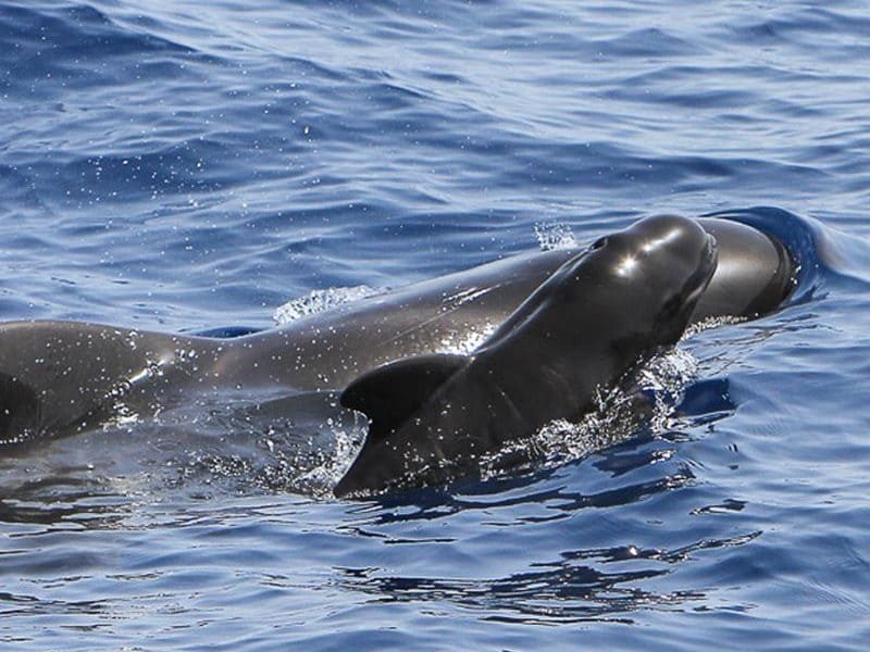 excursiones avistamiento de ballenas