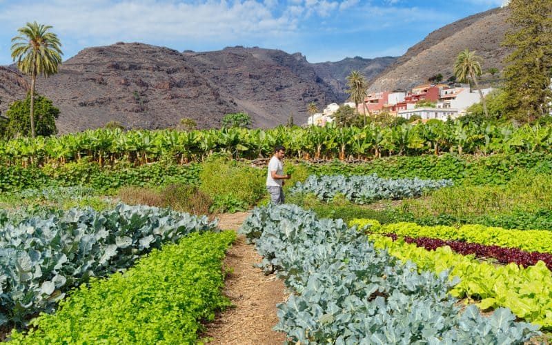 huerta sostenible, sustainable, Nachhaltiger