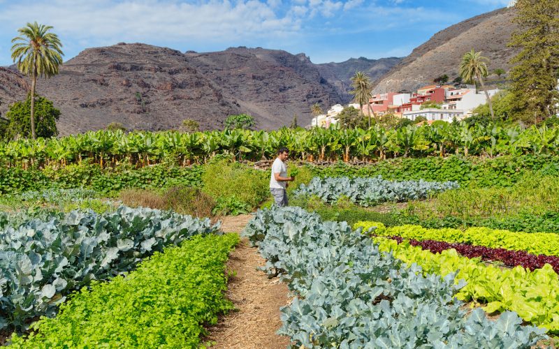 huerta sostenible, sustainable, Nachhaltiger