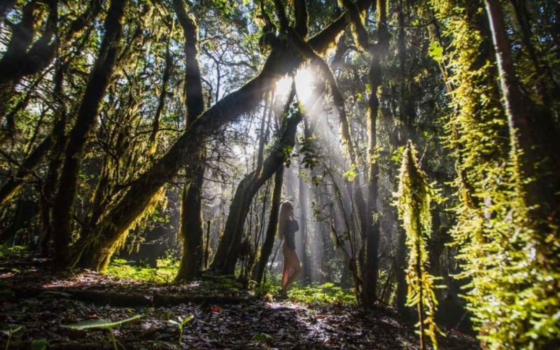 Ein Weg durch den Lorbeerwald auf La Gomera während eines Waldbad-Erlebnisses im Garajonay-Nationalpark