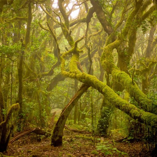 parque-garajonay-musgos-liquenes